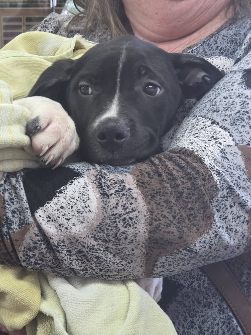 TWO SAD PUPPIES - Retriever / Pit Bull Terrier available for adoption