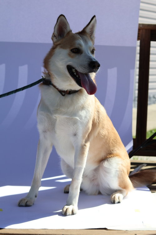 MR. P. - Husky / German Shepherd Dog available for adoption