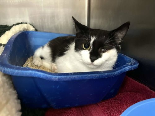 MERCEDES - Domestic Short Hair available for adoption