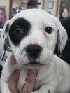 Terrier mix Pups - Photo 1