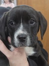 Terrier mix Pups - Photo 2