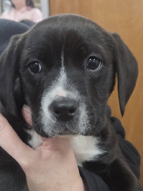 TERRIER MIX PUPS - Terrier available for adoption