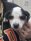 Terrier mix Pups - Photo 3