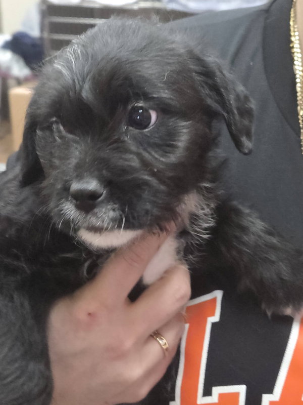 Terrier mix Pups