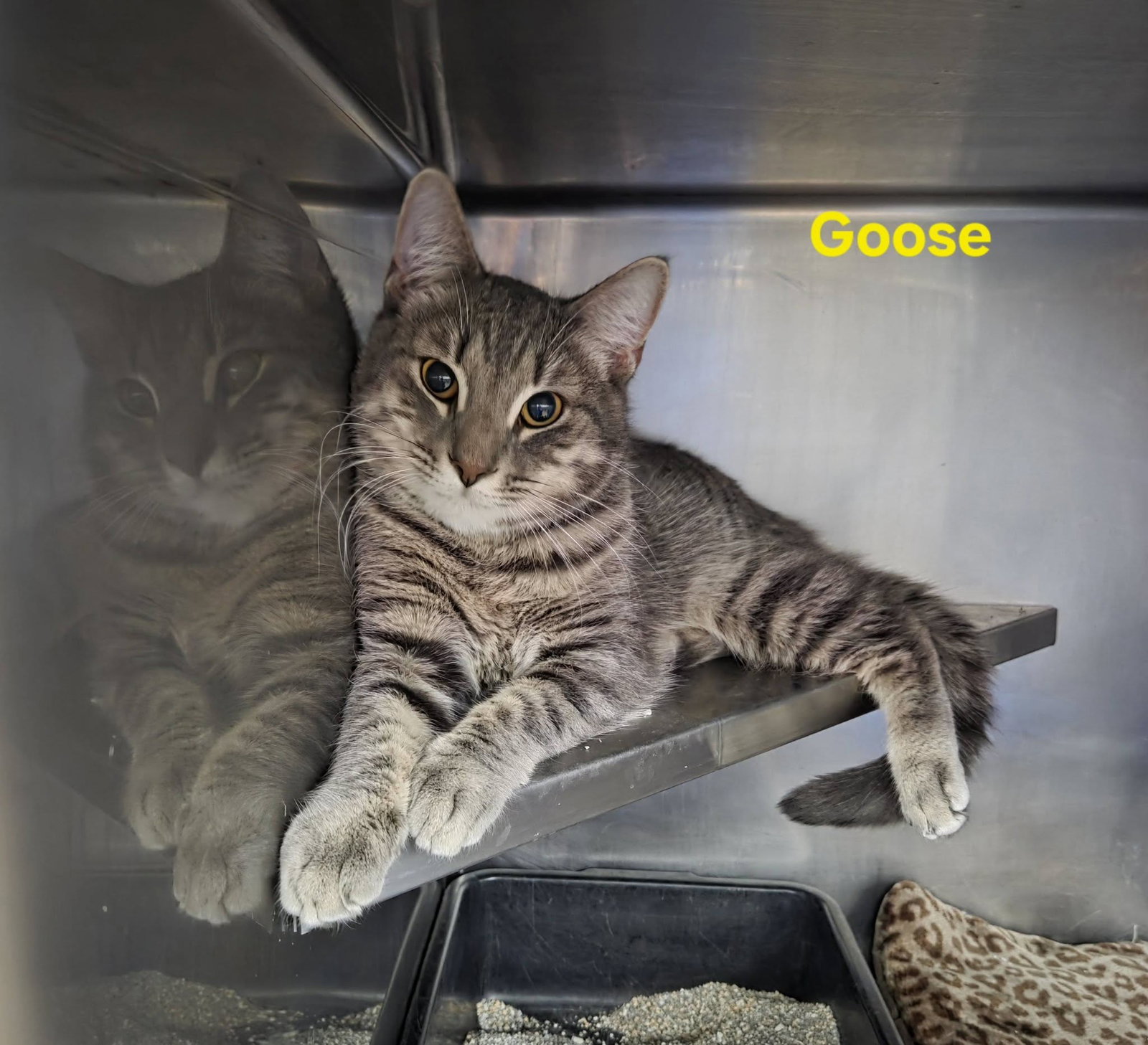 Goose Image