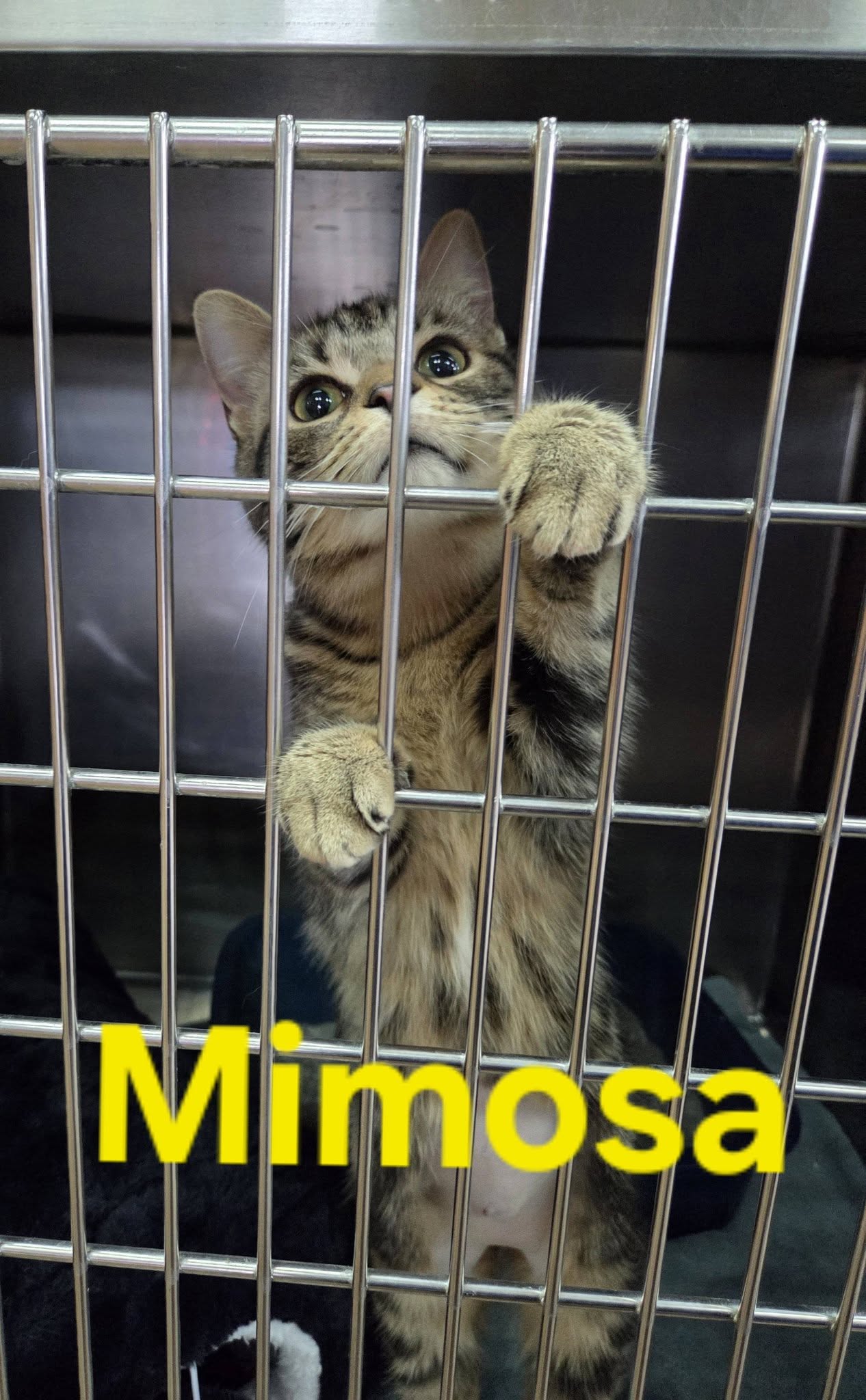 Mimosa Image