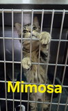 Mimosa - Photo 1