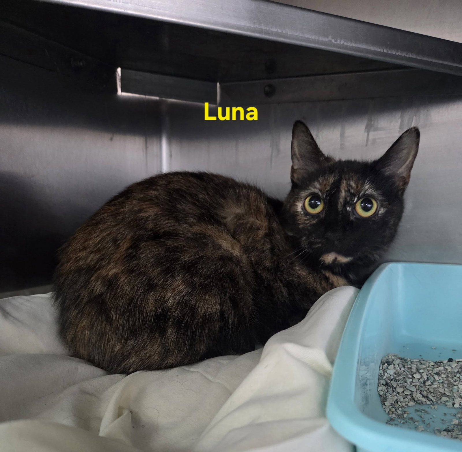 Luna