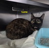 Luna - Photo 1