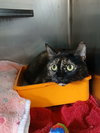 Luna - Photo 2