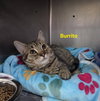 Burrito - Photo 1