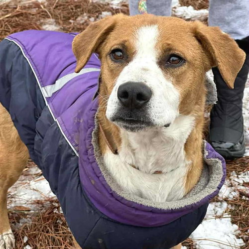 BETHANY - Retriever available for adoption