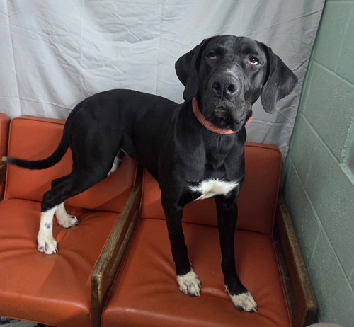 BIRDIE - Great Dane available for adoption