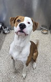 Roscoe - Photo 1