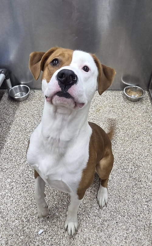 ROSCOE - Pit Bull Terrier available for adoption