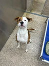 Roscoe - Photo 3