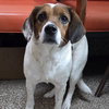 Dixie - Photo 2