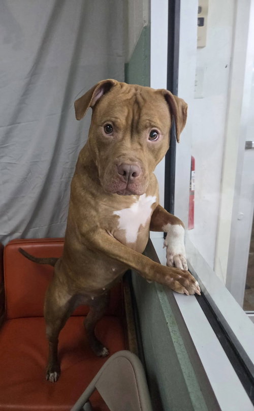 picture of the dog needing adoption