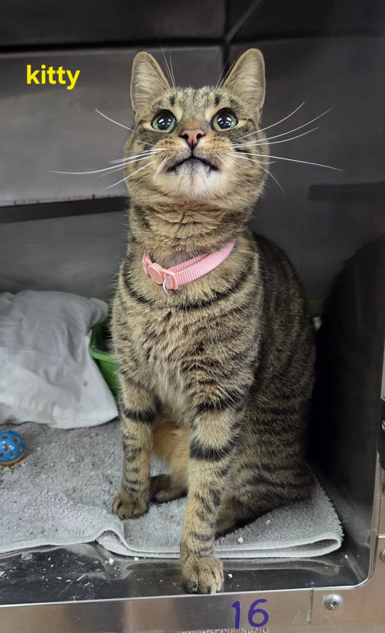 Kitty Image
