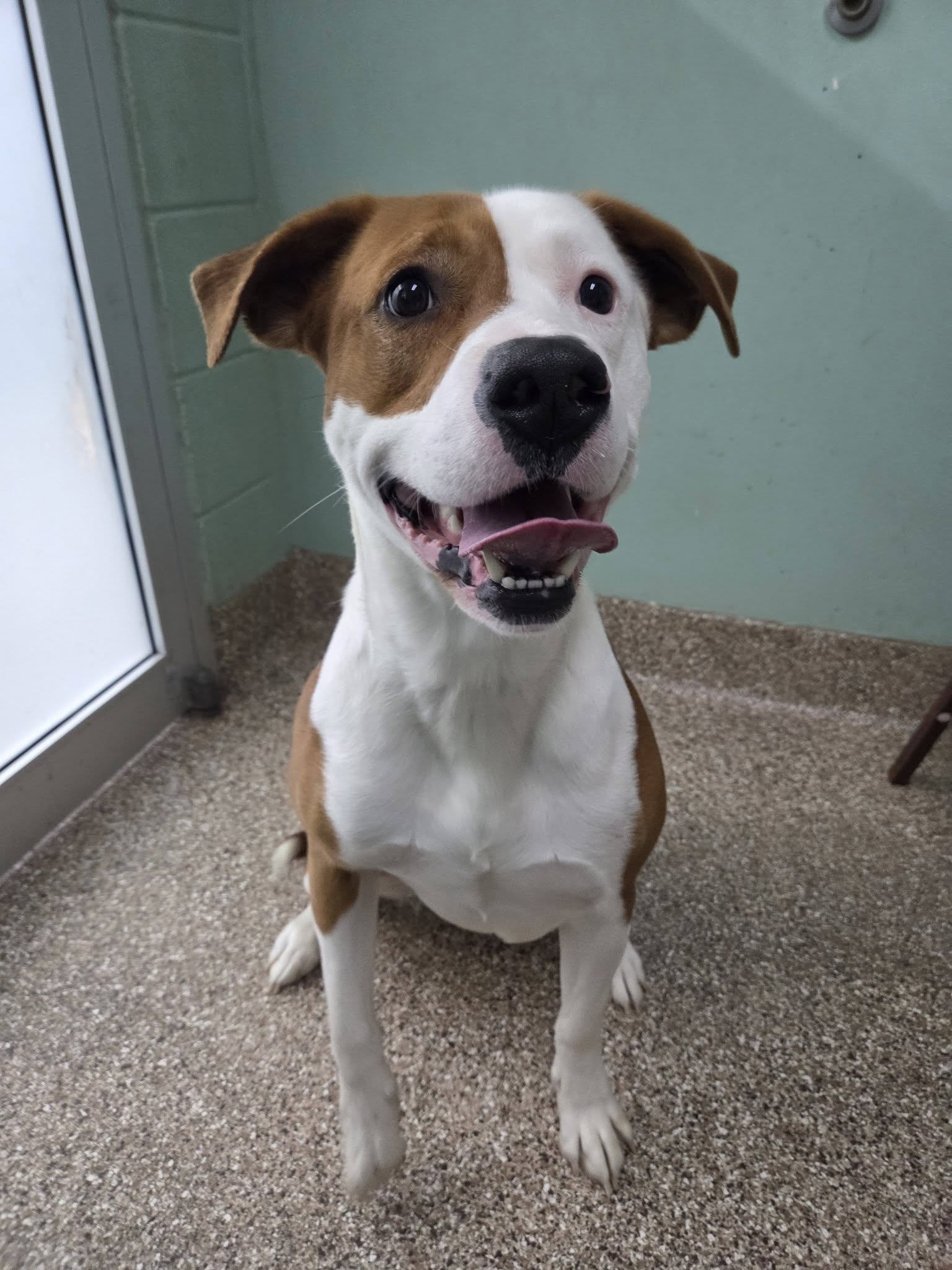 Roscoe Image
