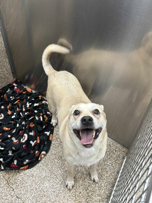 picture of the dog needing adoption
