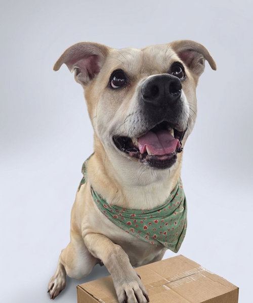 picture of the dog needing adoption