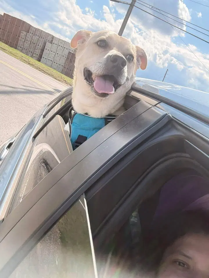 Gus image 3