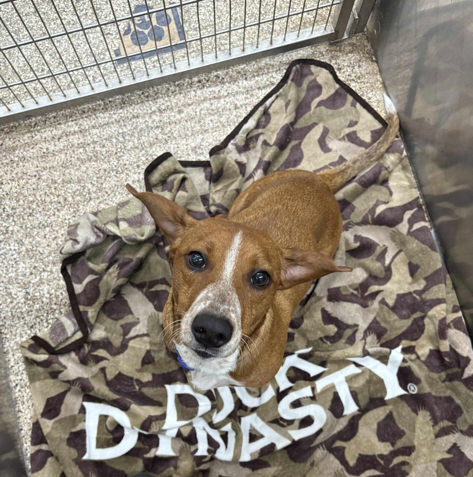 Dutchess Image