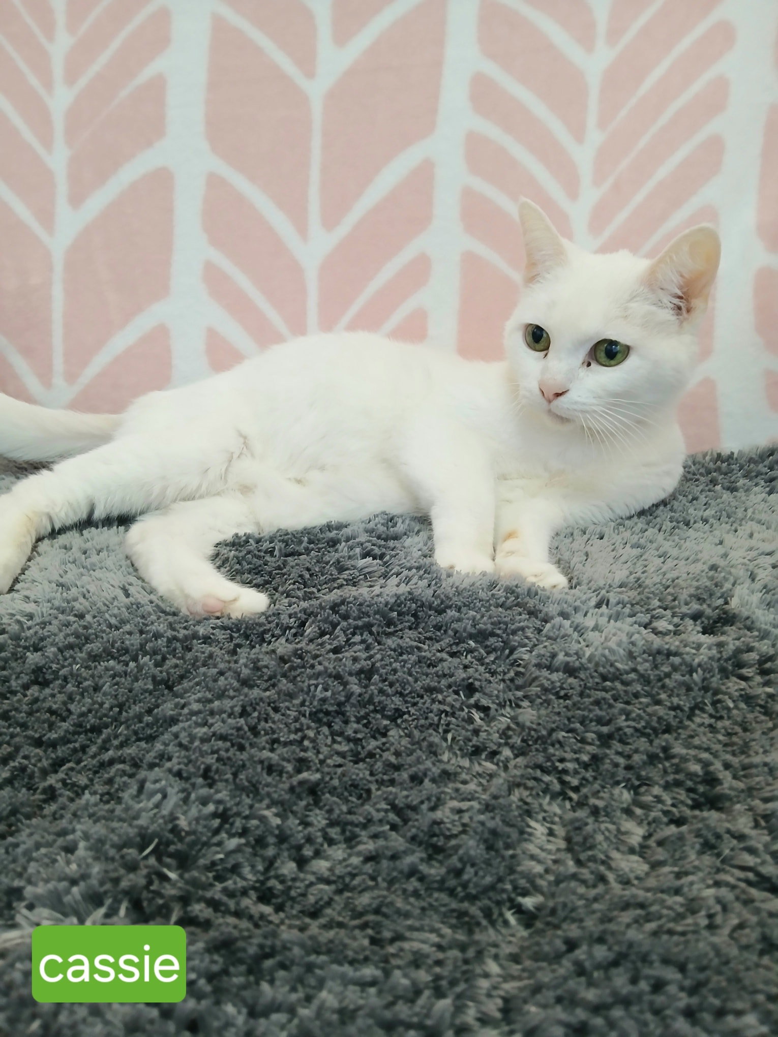 Cassie Image