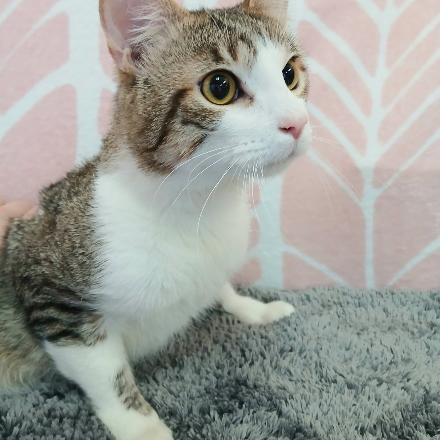 Loki Image