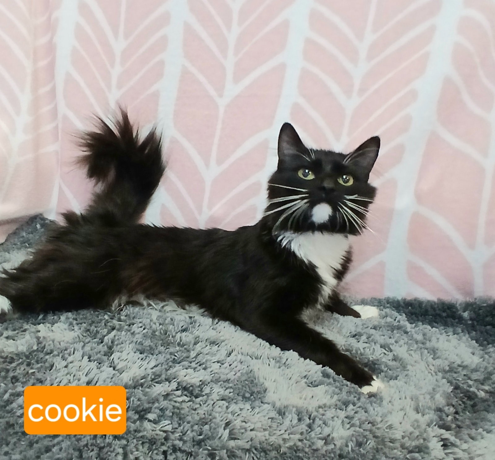 Cookie Image