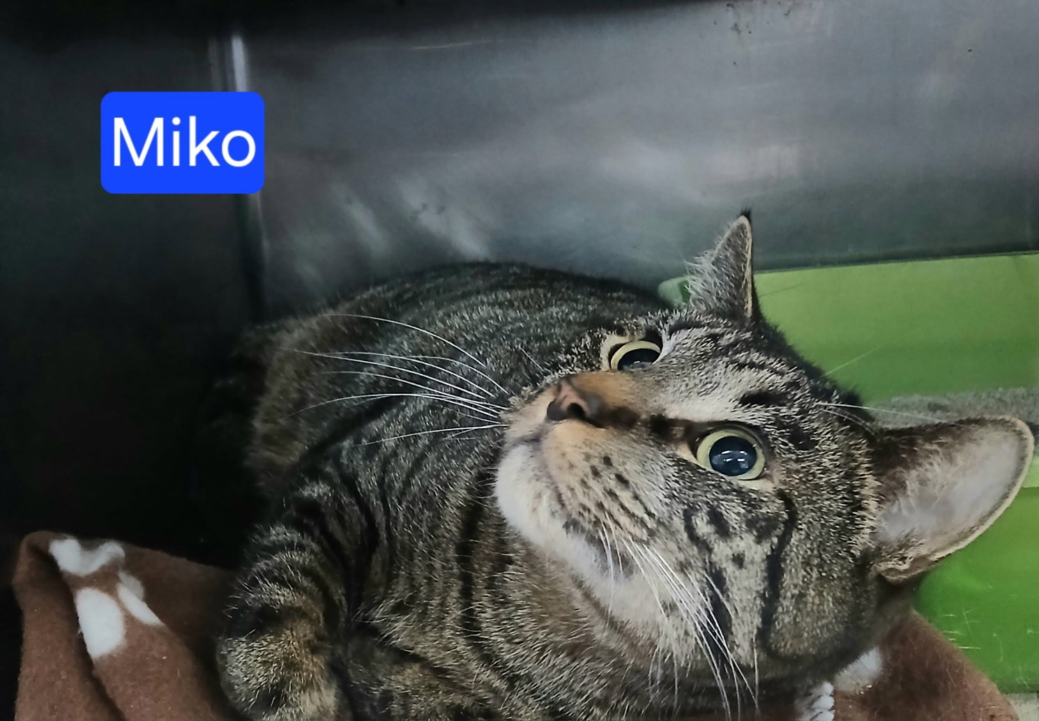 Miko Image
