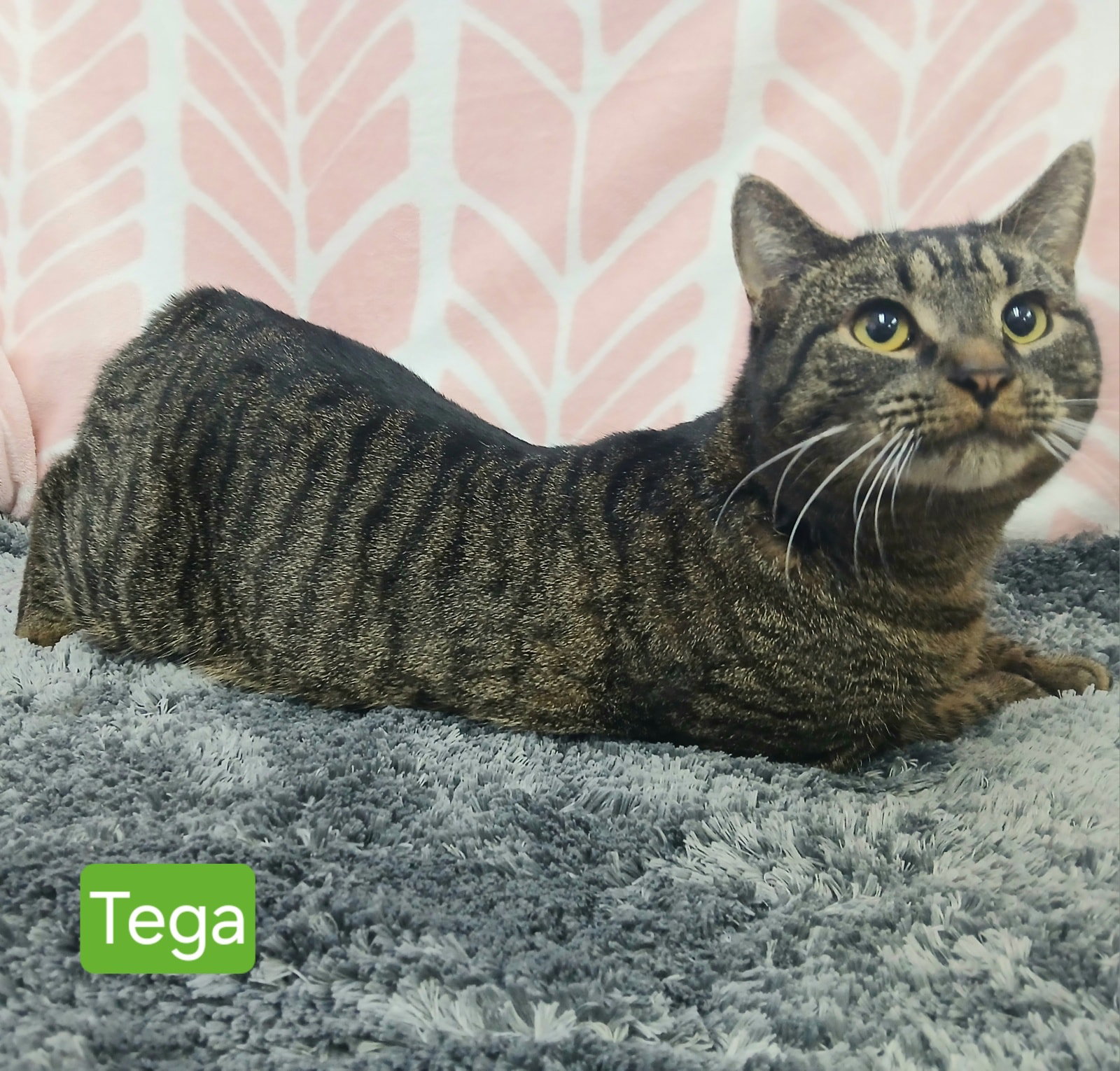 Tega Image