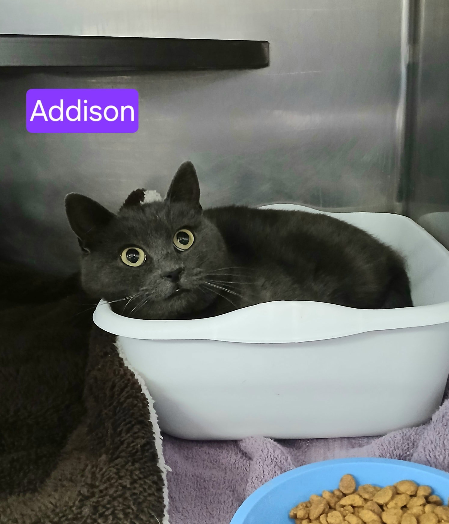 Addison Image