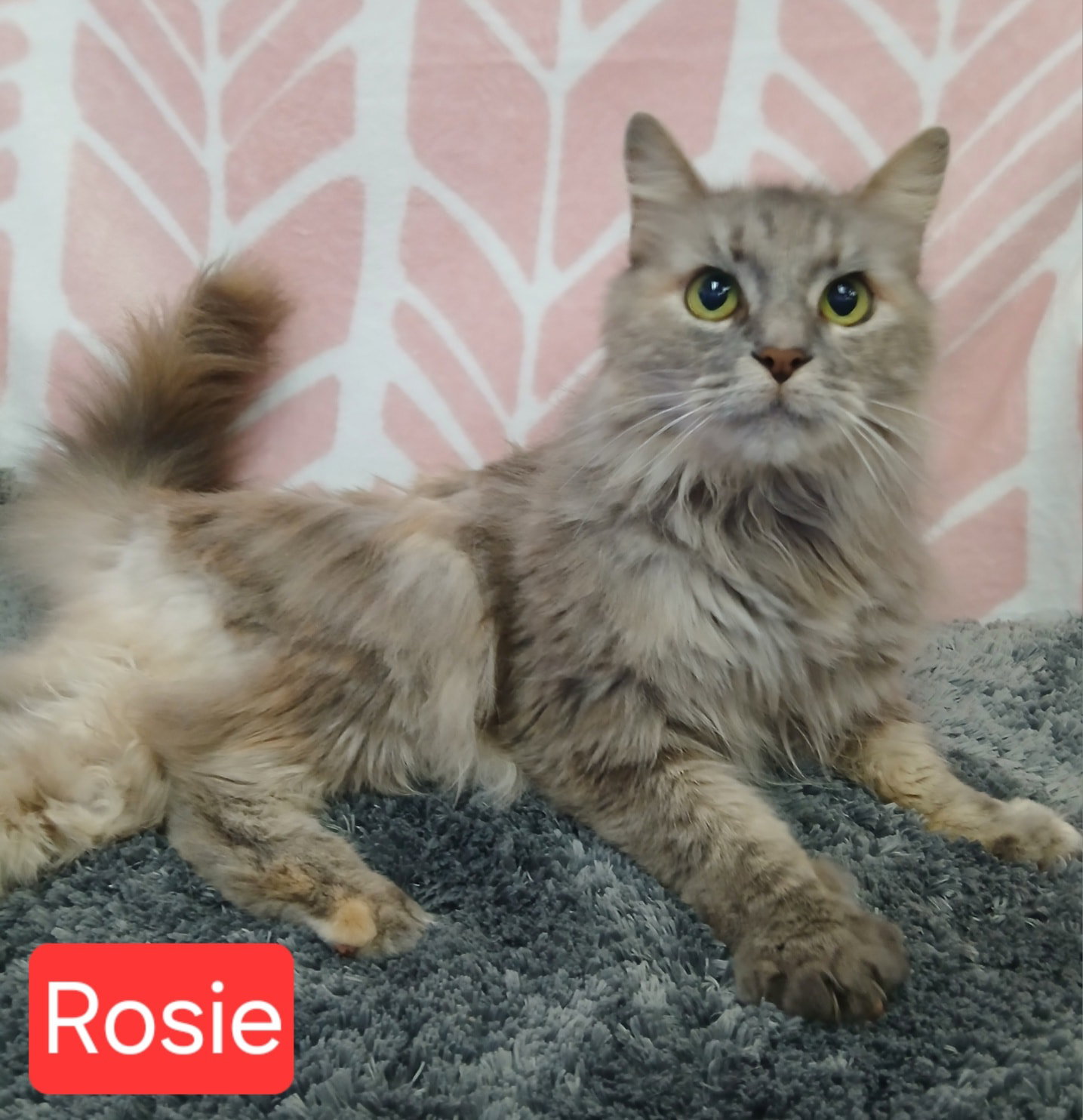 Rosie Image