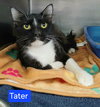Tater - Photo 1
