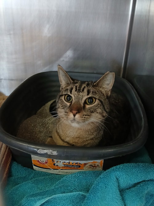 picture of the cat needing adoption