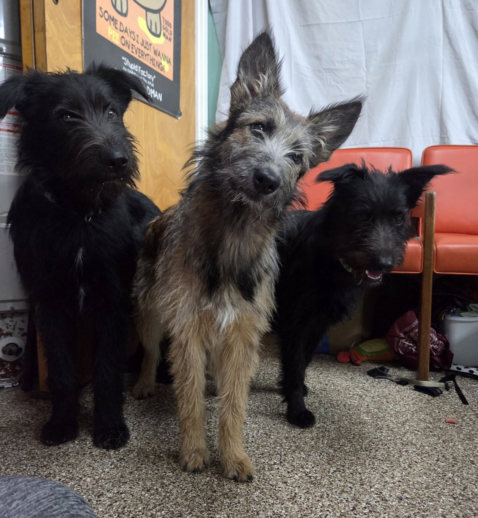 Alfred,  and Chip Image