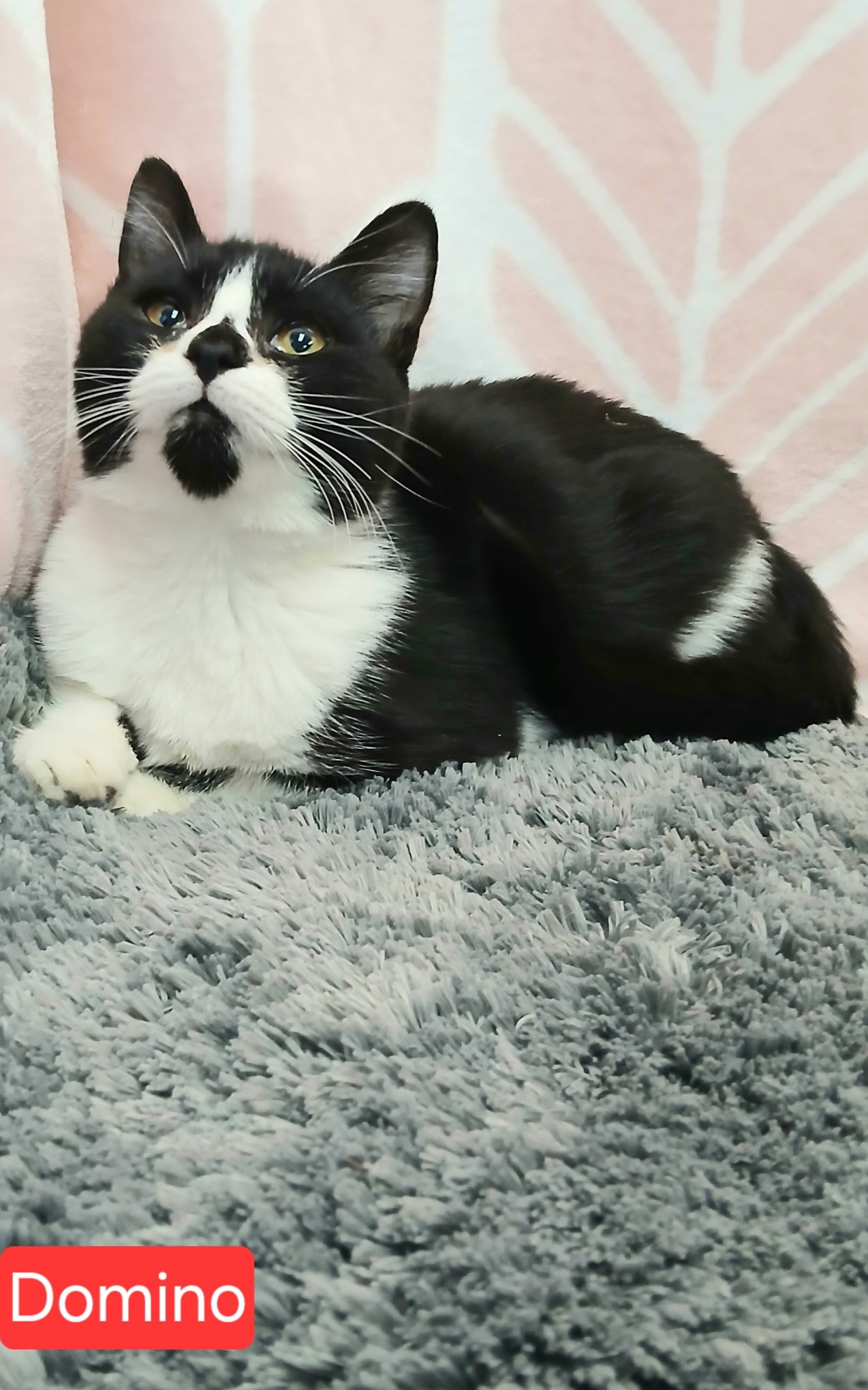 Domino Image