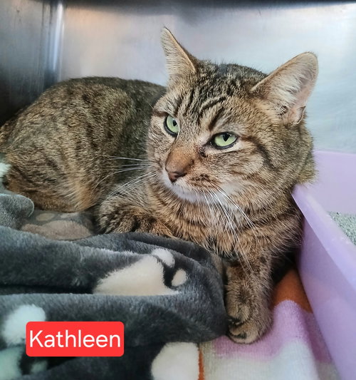 picture of the cat needing adoption