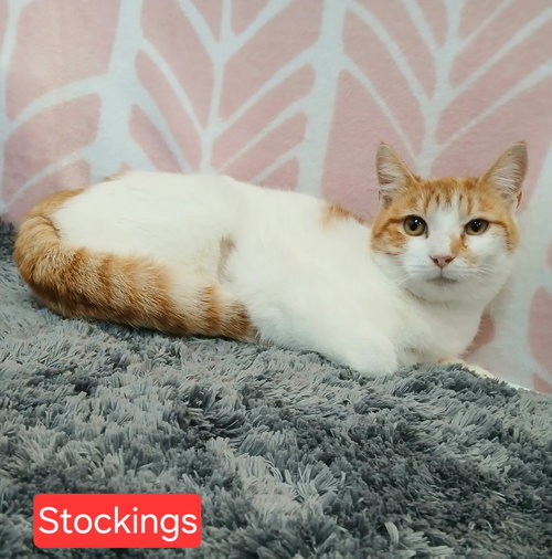 picture of the cat needing adoption
