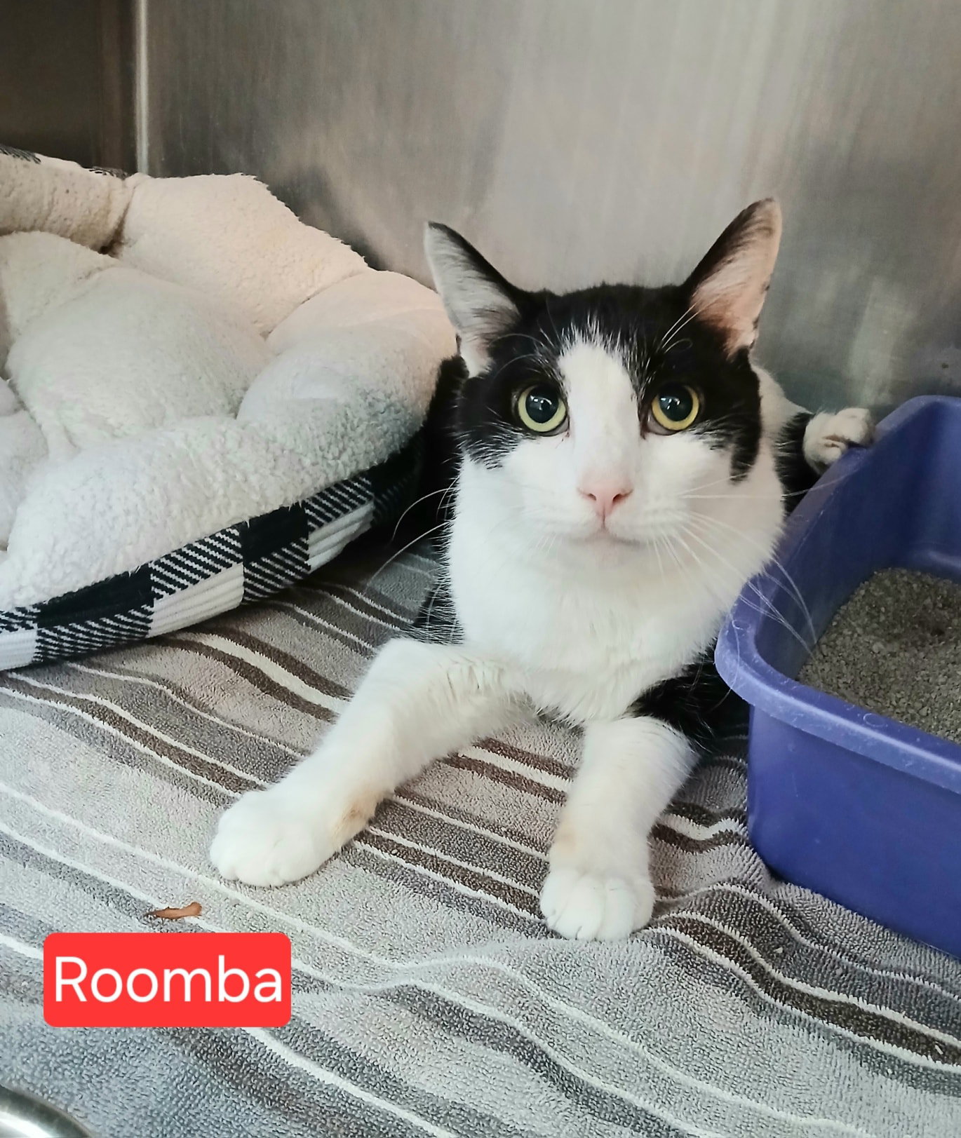 Roomba Image