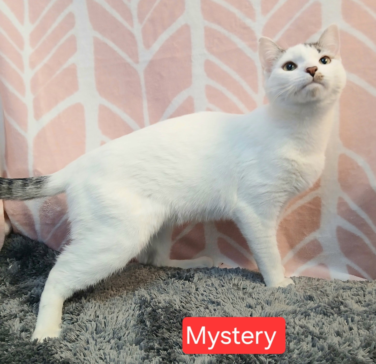 Mystery Image