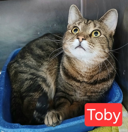 picture of the cat needing adoption