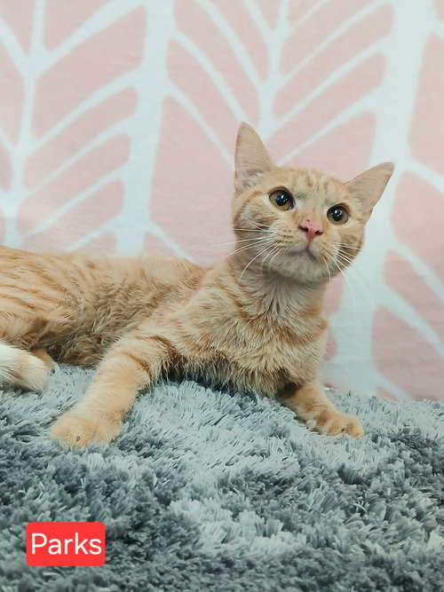 picture of the cat needing adoption