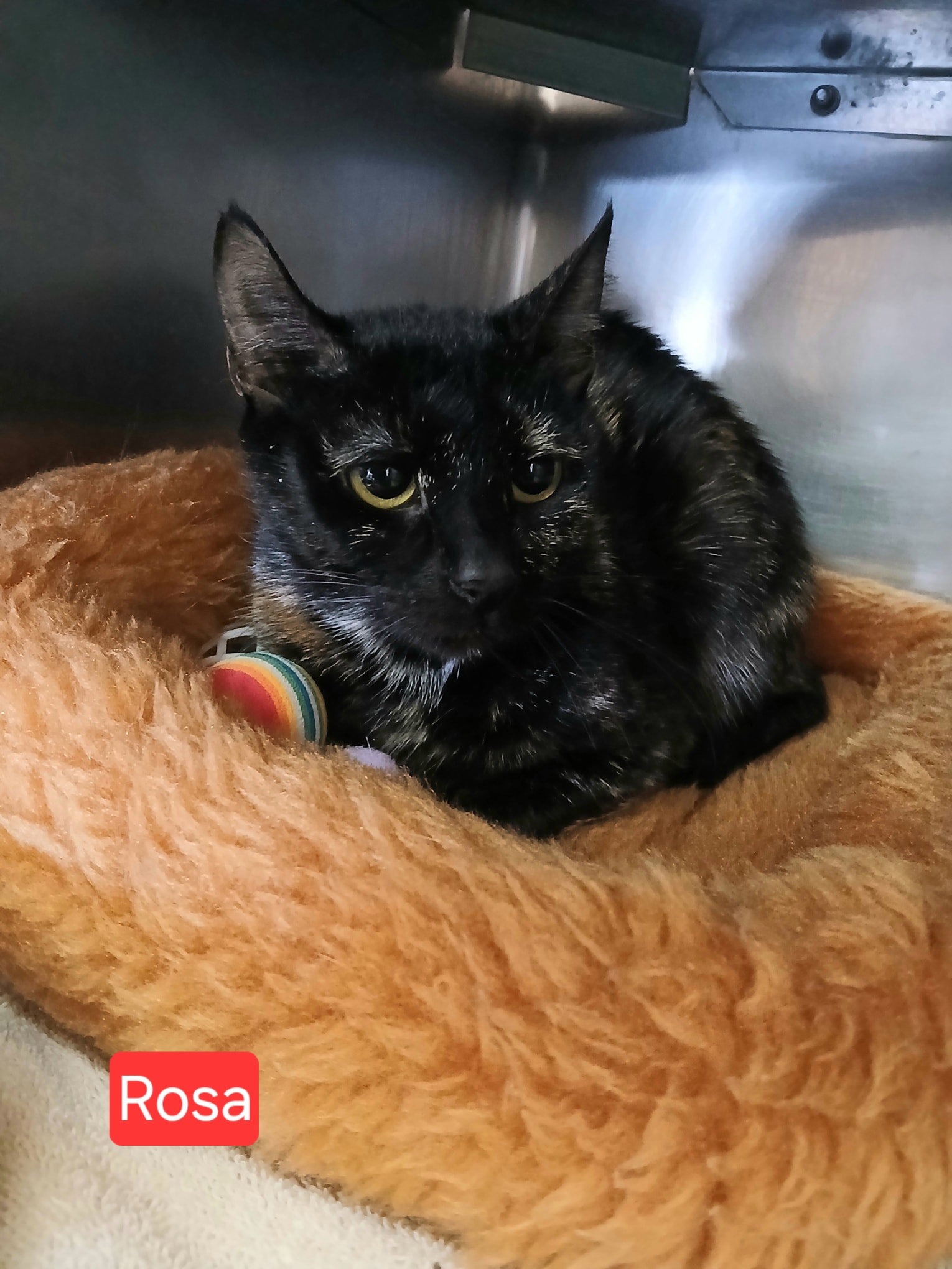 Rosa Image
