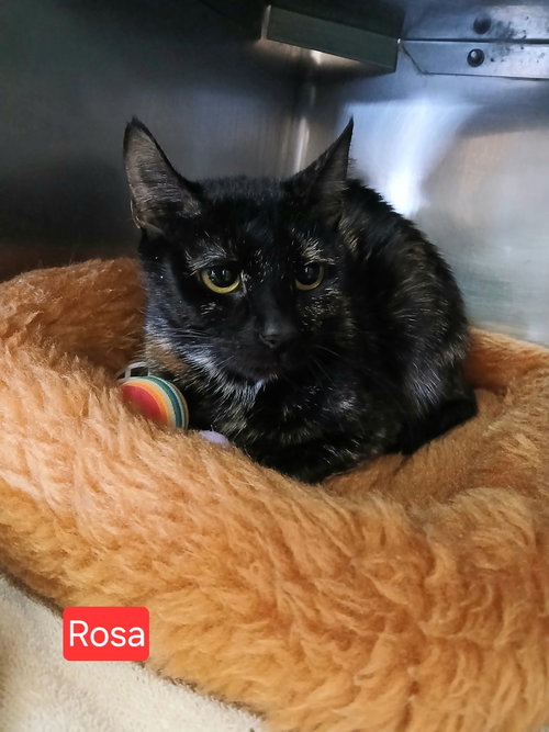 picture of the cat needing adoption