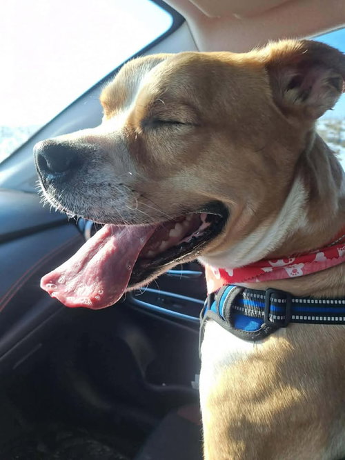 picture of the dog needing adoption