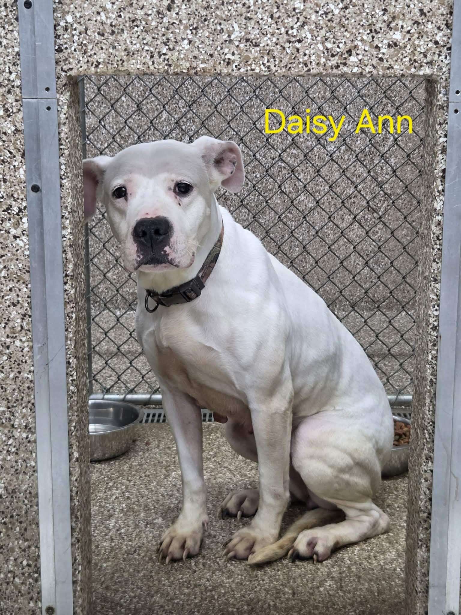 Daisy Ann Image