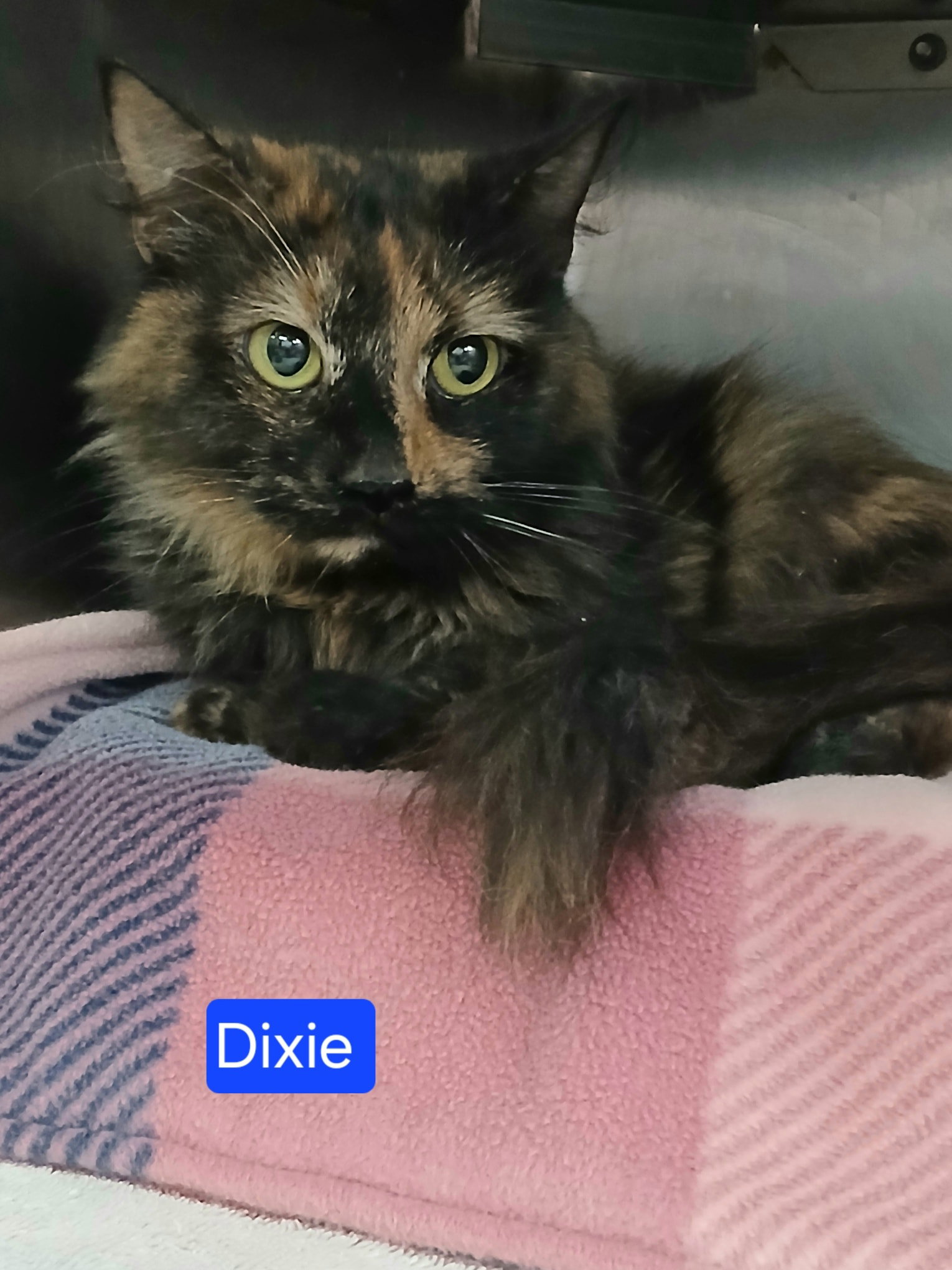 Dixie